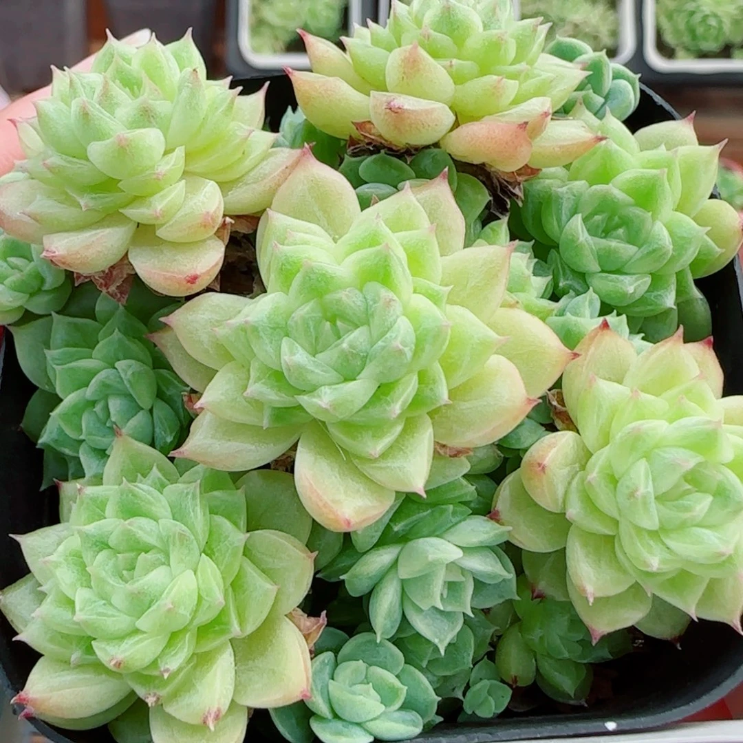 花语逸镜0924-01开播福利散