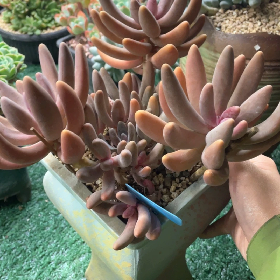 红手指一物一拍28包邮非偏远