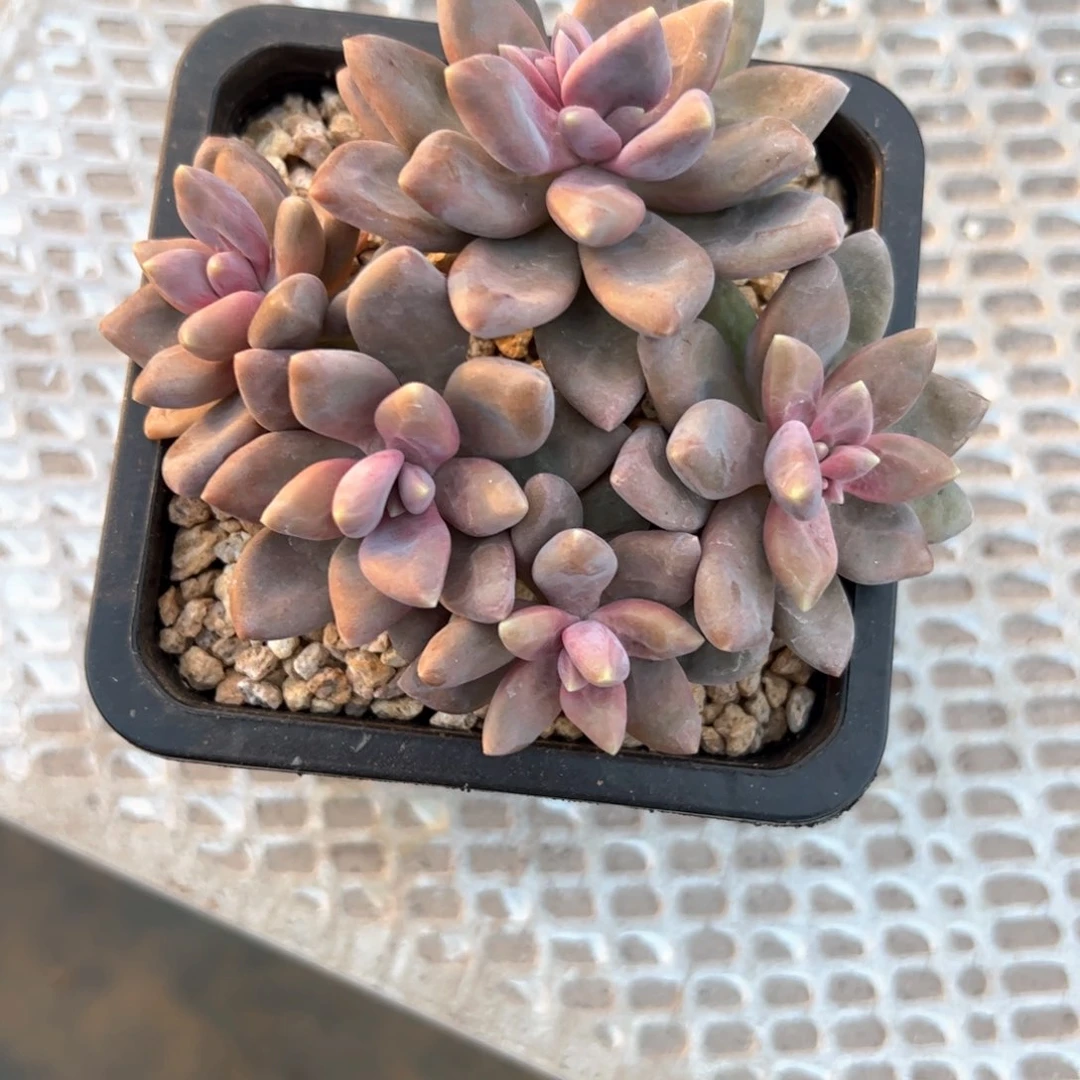 葡***子多肉植物多肉植物