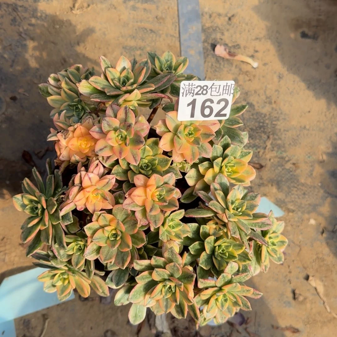甜茶多肉162满28包邮断枝不包瑕疵