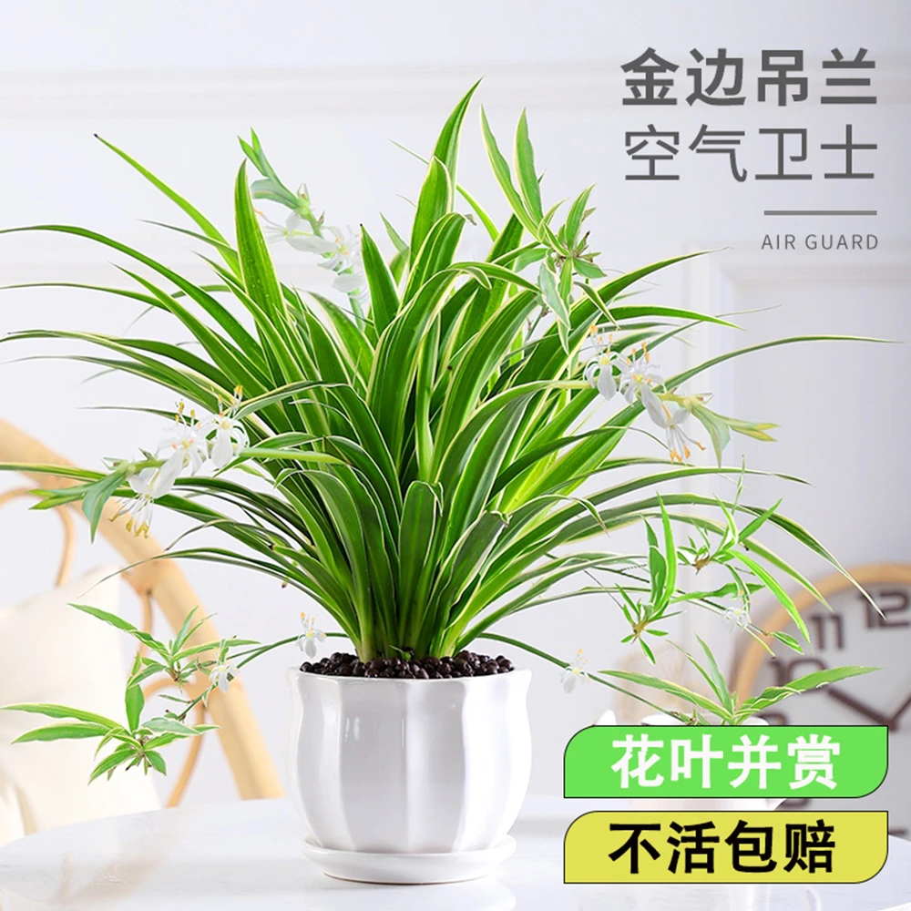 金边吊兰盆栽花卉植物室内垂吊阳台懒人好养绿植四季常青水培驱蚊