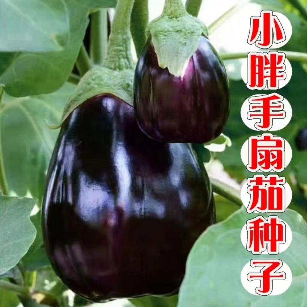 【厂家直销】小胖手扇茄种子四季扇形茄种子扇茄小茄子秋冬耐寒