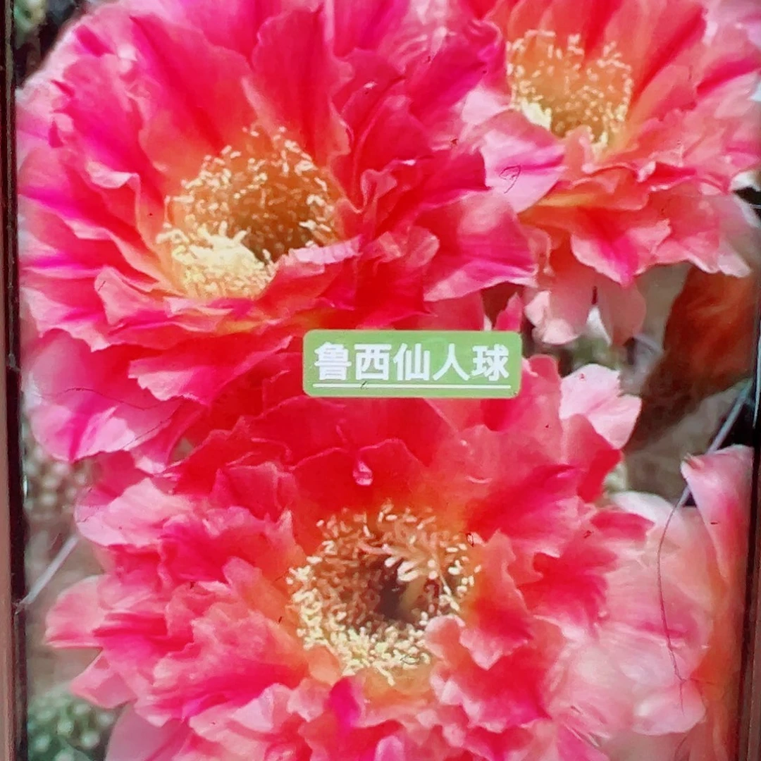 毛花柱3-168侧芽 20 包邮