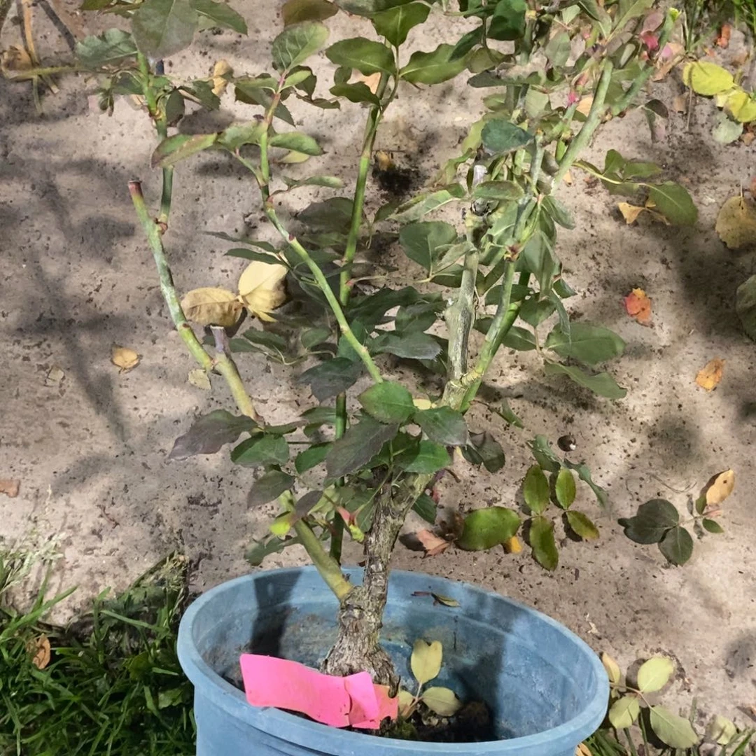 无花朵南烟土球发货