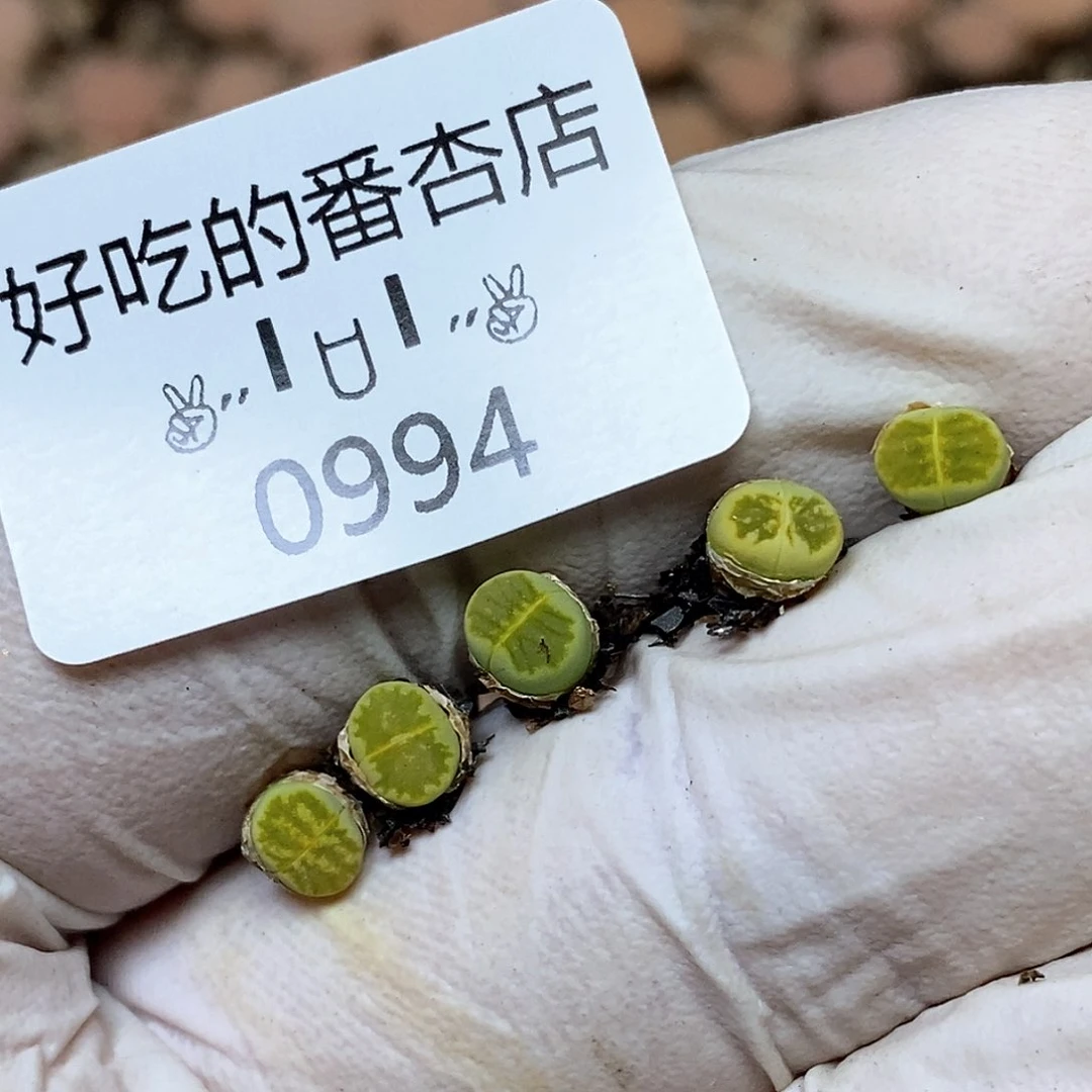 0994绿菊。很小。很小。