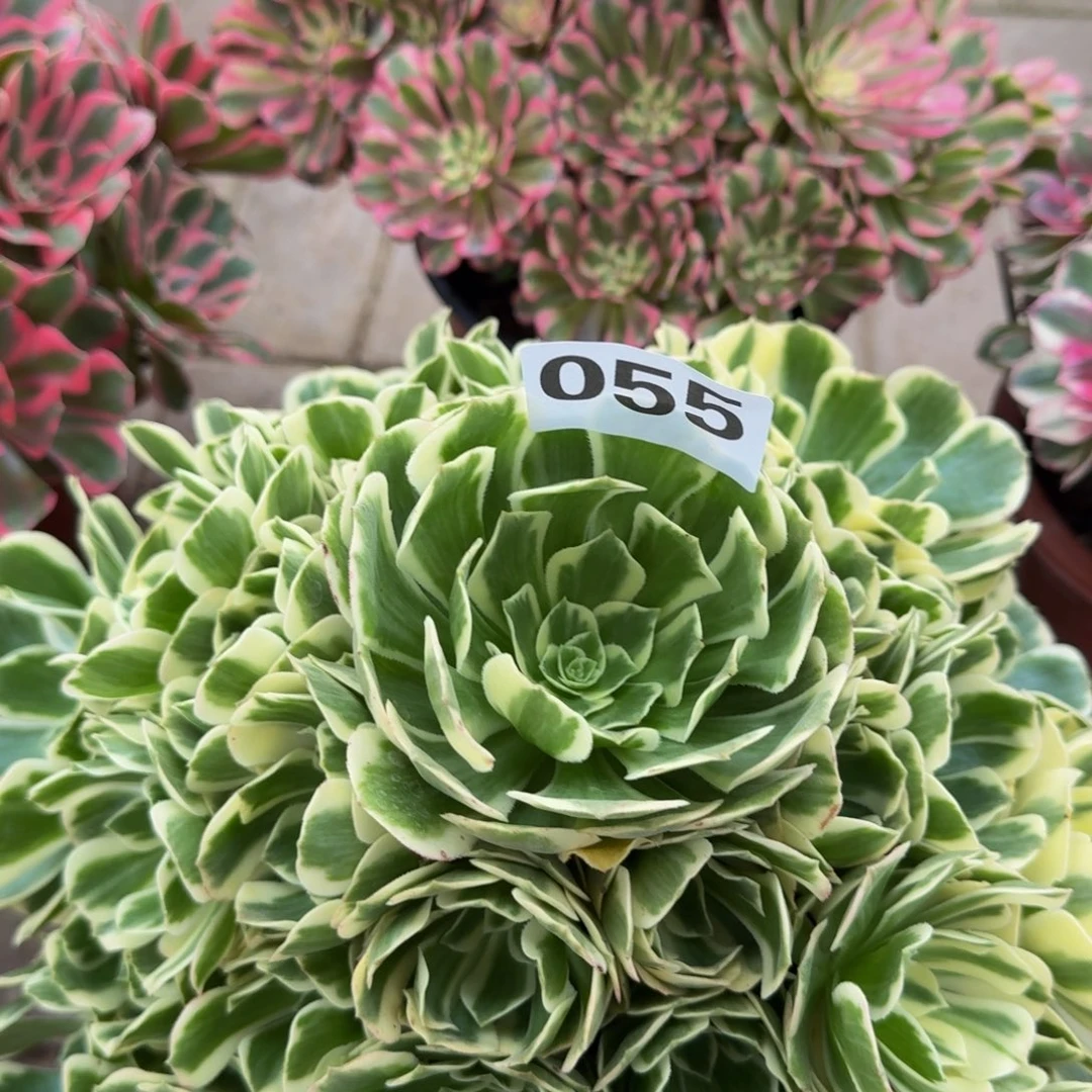 多肉植物055迈巴赫