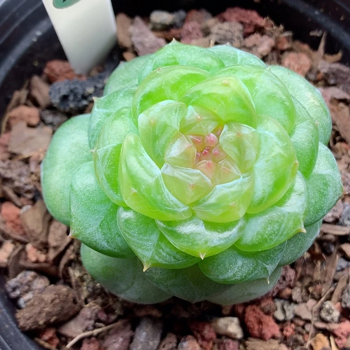 58包邮  群生不包整22