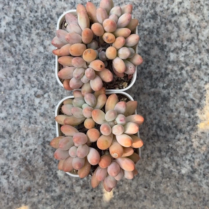多肉植物汤圆群生