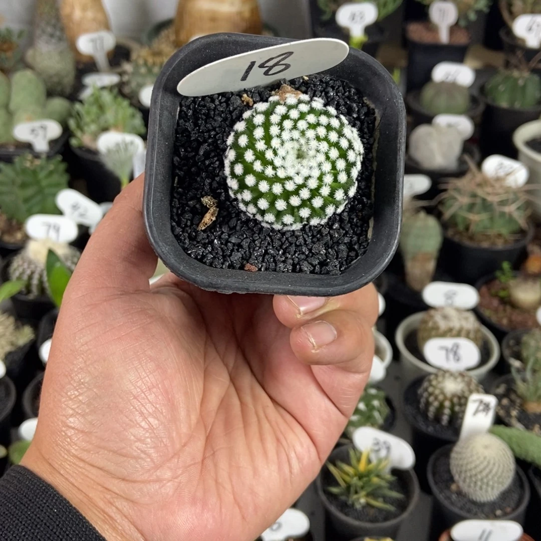 佛头春星一物一拍