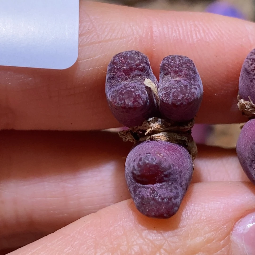 雨**争0545/三头马克0545/三头马克