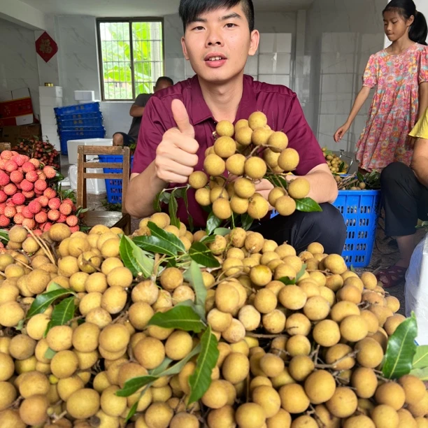 广东高州新鲜现摘现发正宗储良龙眼桂圆茂名特产