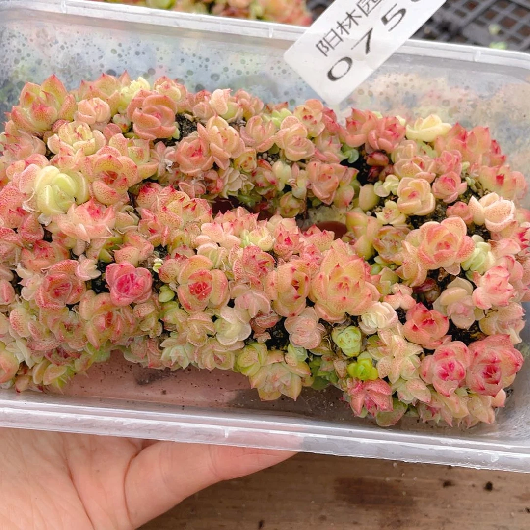 多肉植物多肉植物756