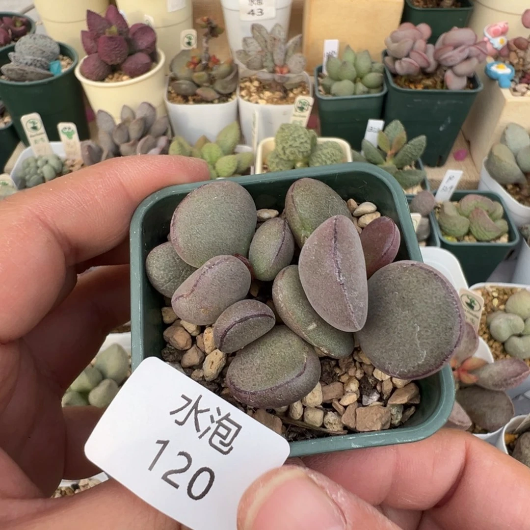 120 号好看的水泡冲冲冲