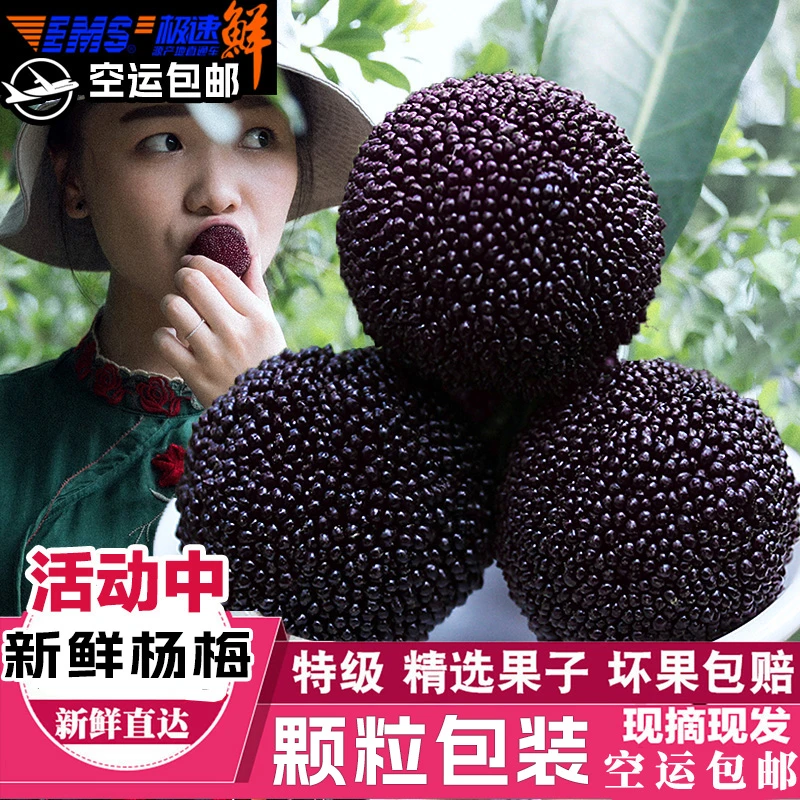 现货现摘】新鲜高山东魁杨梅云南石屏早熟杨梅时令孕妇水果当应季