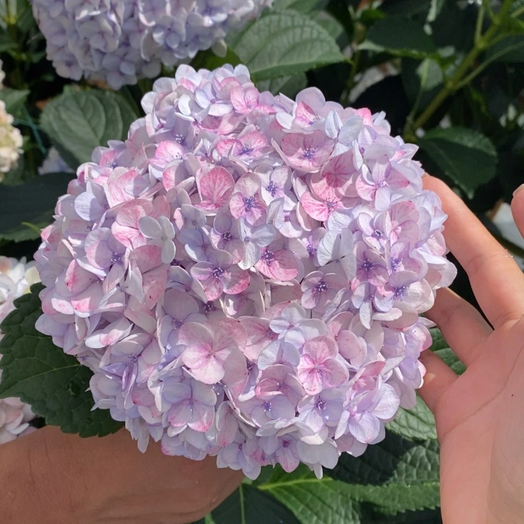 56号绣球/有色差介意勿拍/3单冷链包邮/偏远补运费发德邦空运