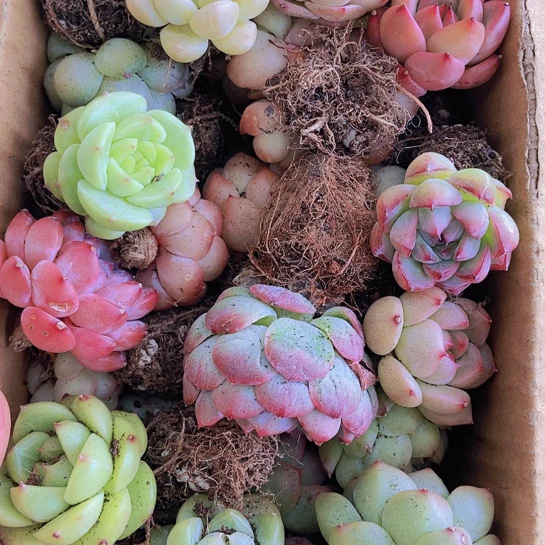 00000000000001量拍保底20颗