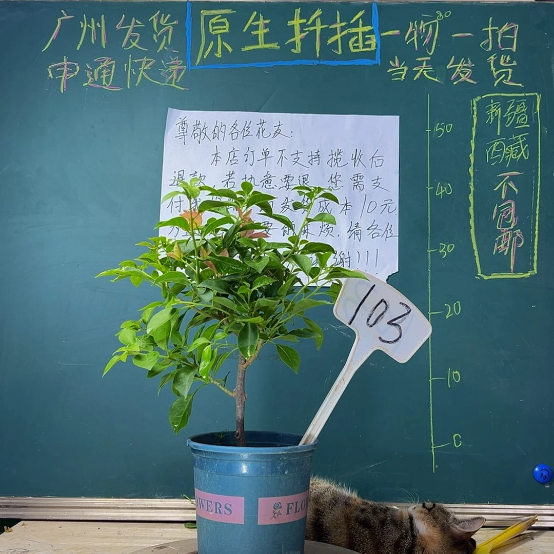 当前无花栽培后可以开花 卡亚塔 103