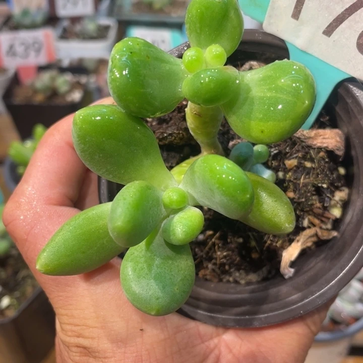 芒果X系列锦178号的啊啊多肉啊