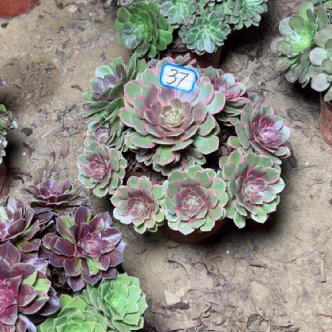 【闪购商品】粉花妖37