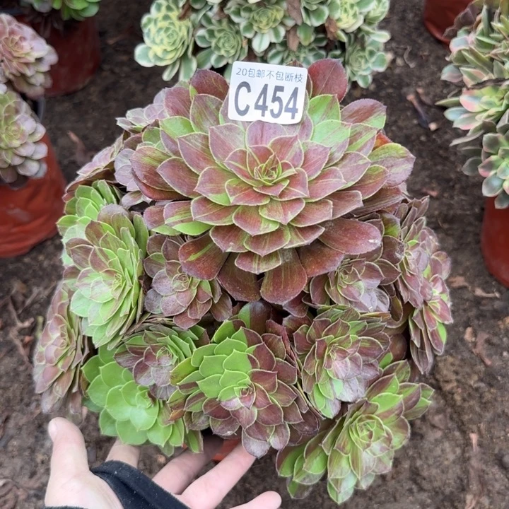 花月夜……多肉植物……