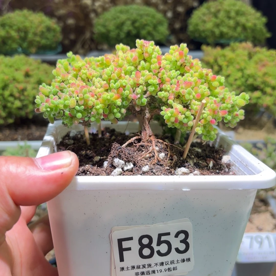 枝干番杏蜜橘糖球F853