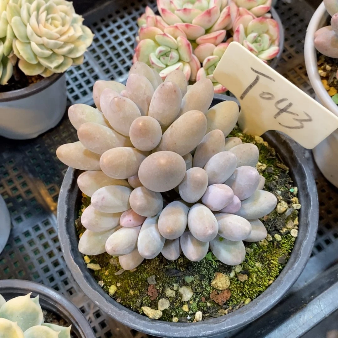 可以吗你说呢是我想要