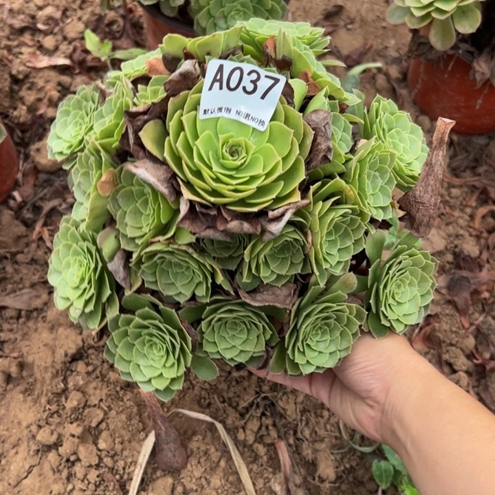 圣罗兰多肉植物037.