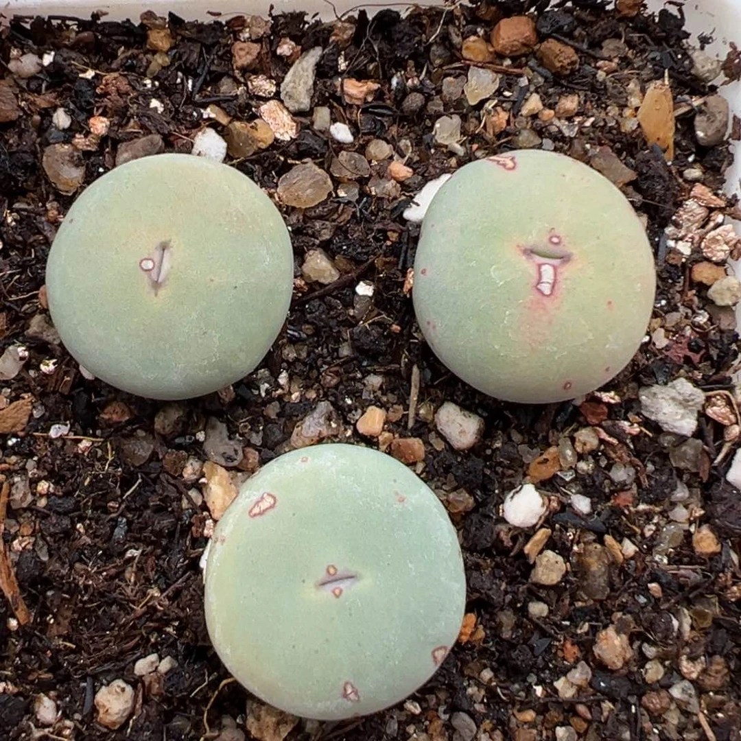 2.4好看的多肉414