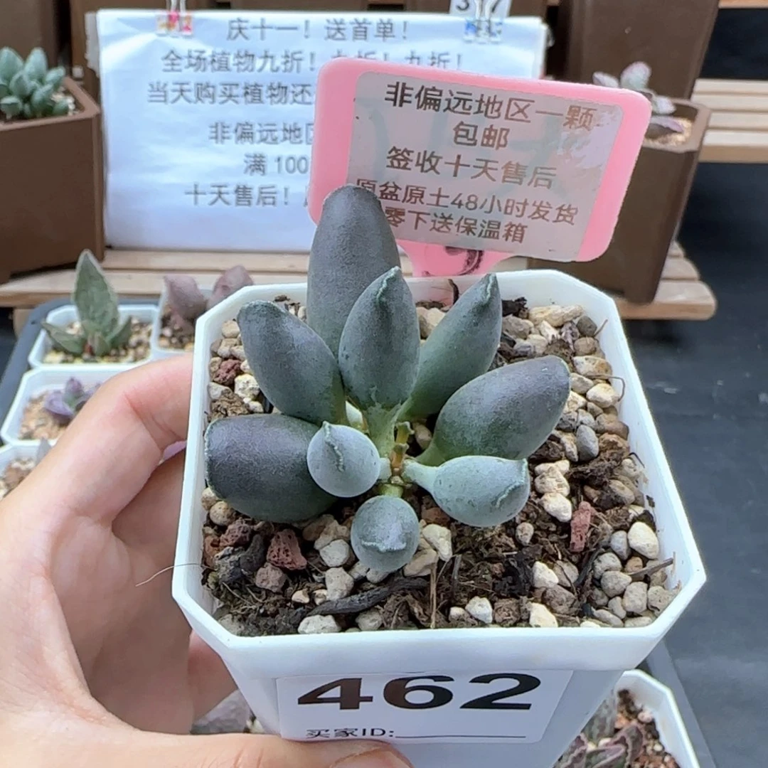 462艺妓海豹多肉