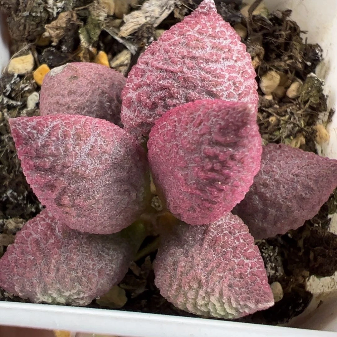 腹部系138号单头纯木质桩
