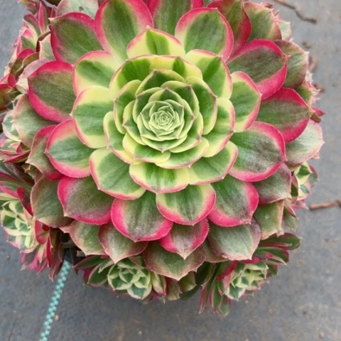 多肉植物玉资锦。