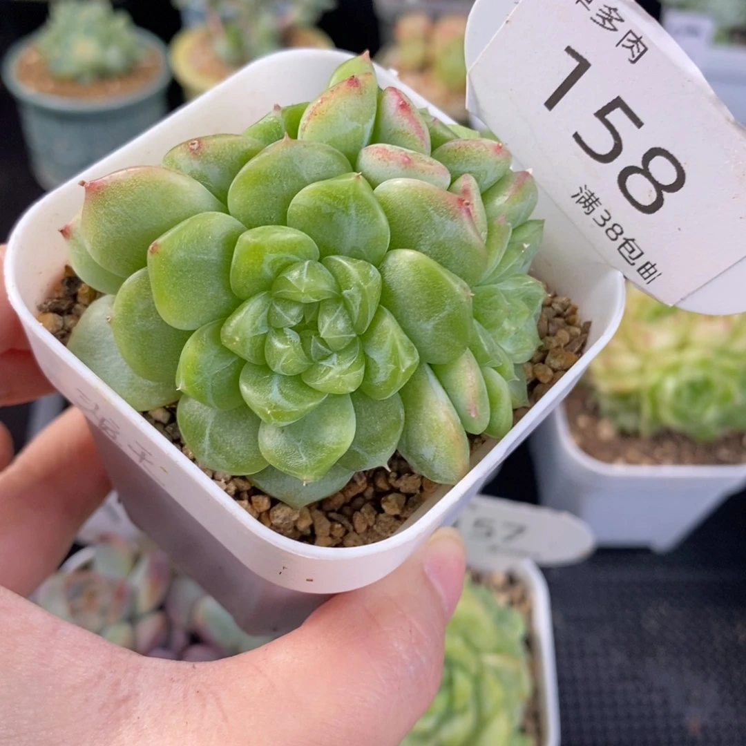 泼天富贵四头群158号