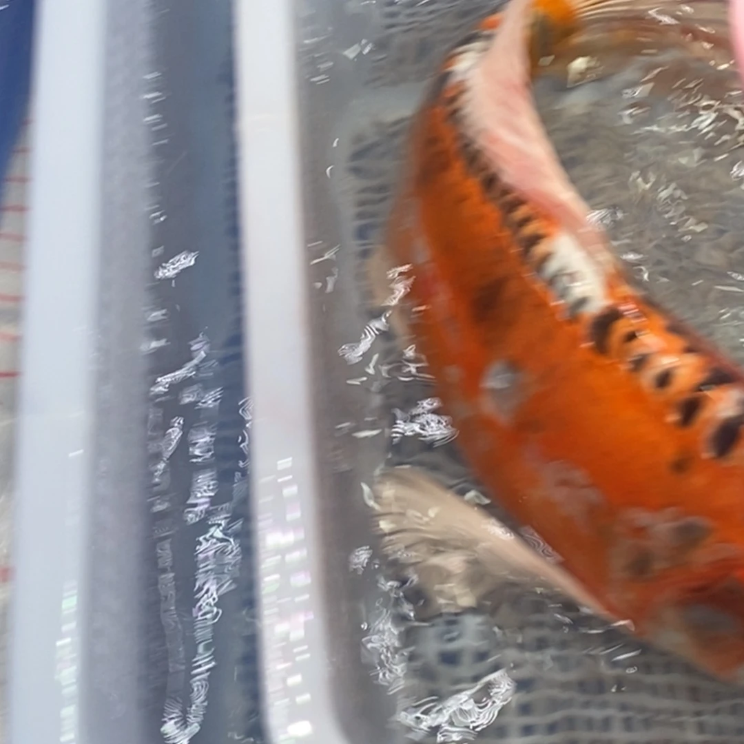 锦鲤锦鲤（无开箱视频不售后）