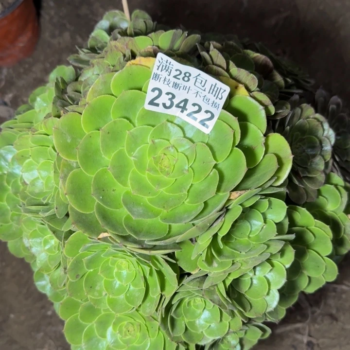 23422花月夜多肉植物