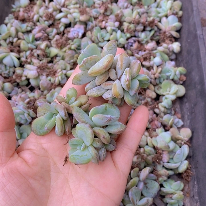雨***~韩版奶茶苗3颗111111