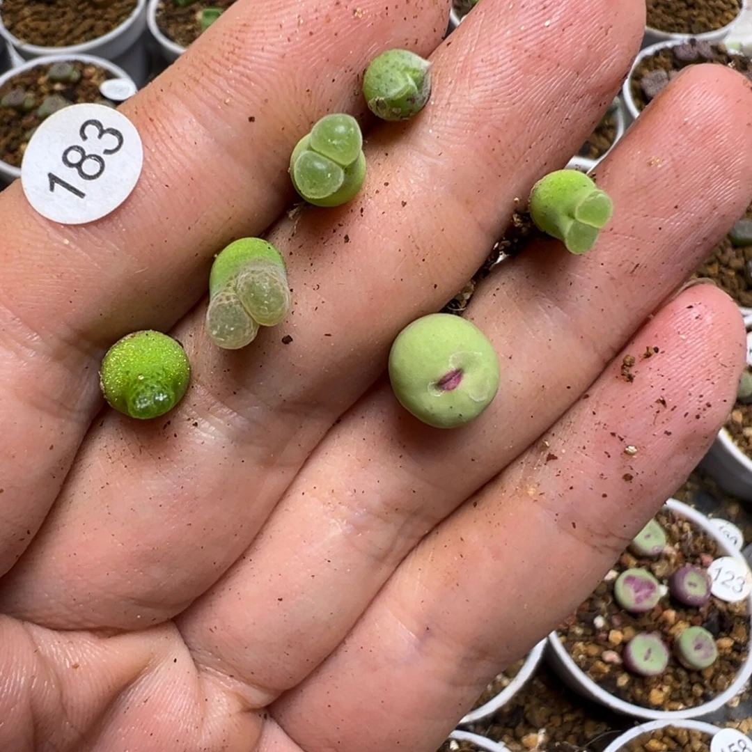 H***?h专拍6颗脱土183000