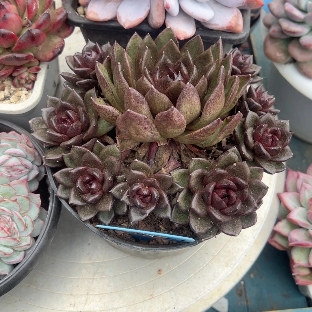 精品多肉植物老桩
