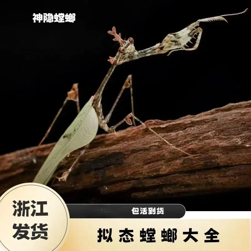 【成长阶段多选择】神隐螳螂拟态昆虫爬虫饲养套餐幽灵眼斑兰花枯叶