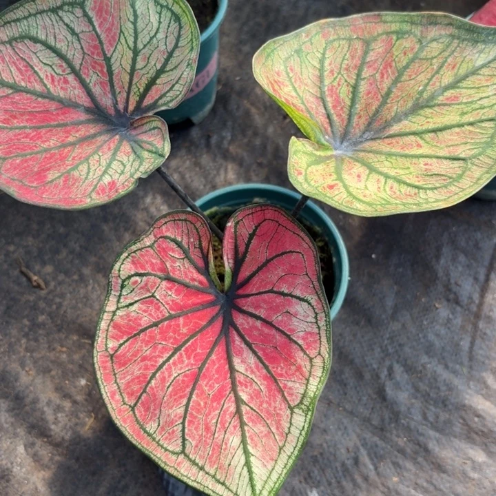 完全开放泰国彩叶芋2