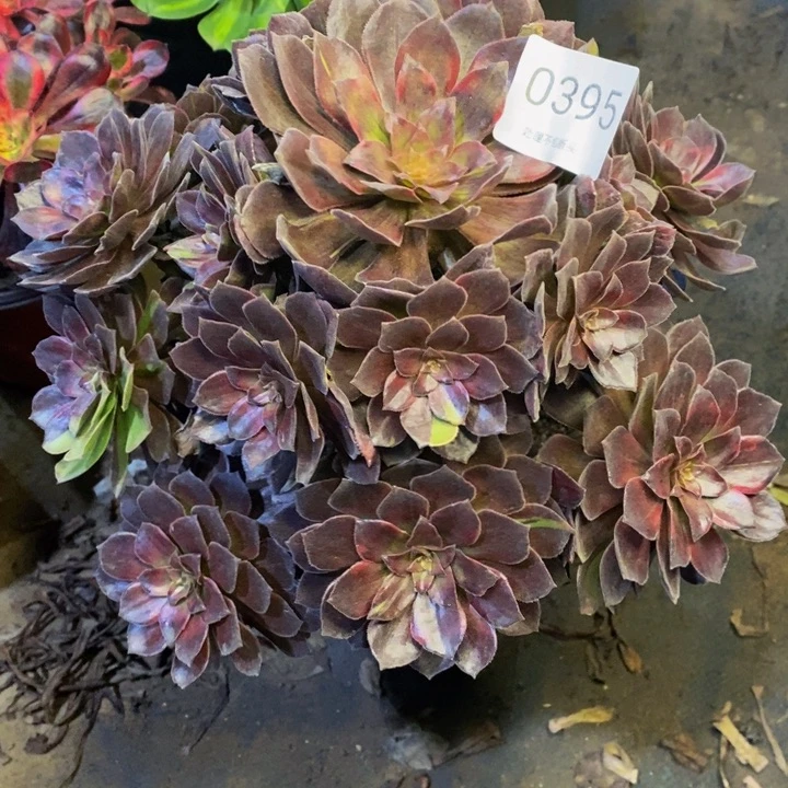 男爵多肉断头不包0395