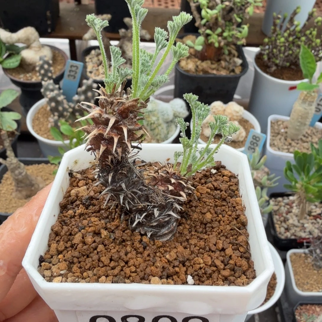 刺猬洋葵809仙人掌