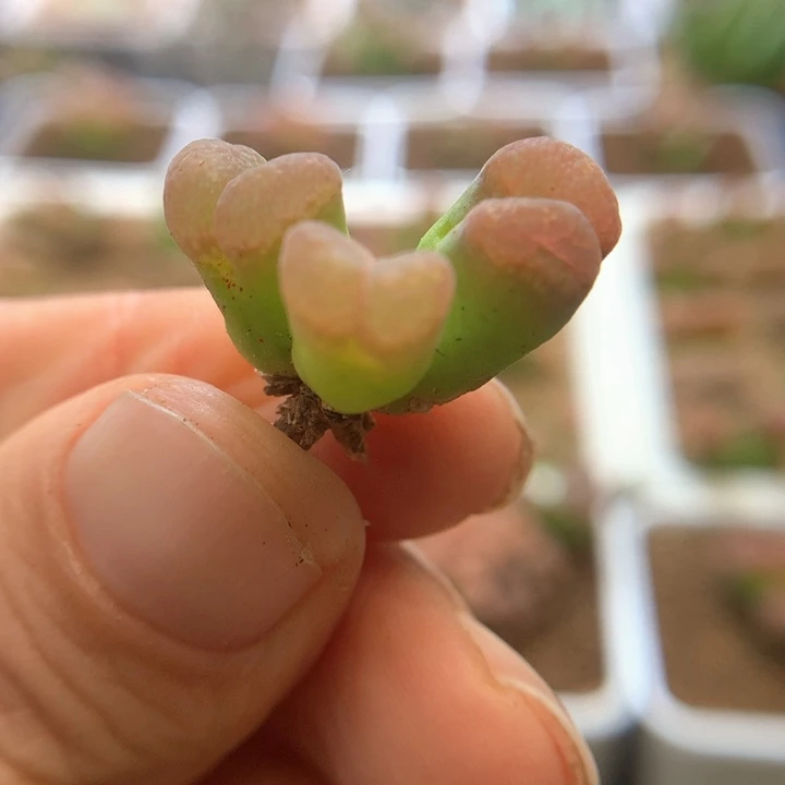 特特特 肉锥植物