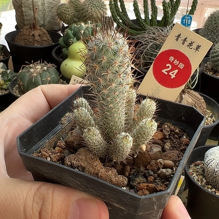 银狐群一棵仙人球3688