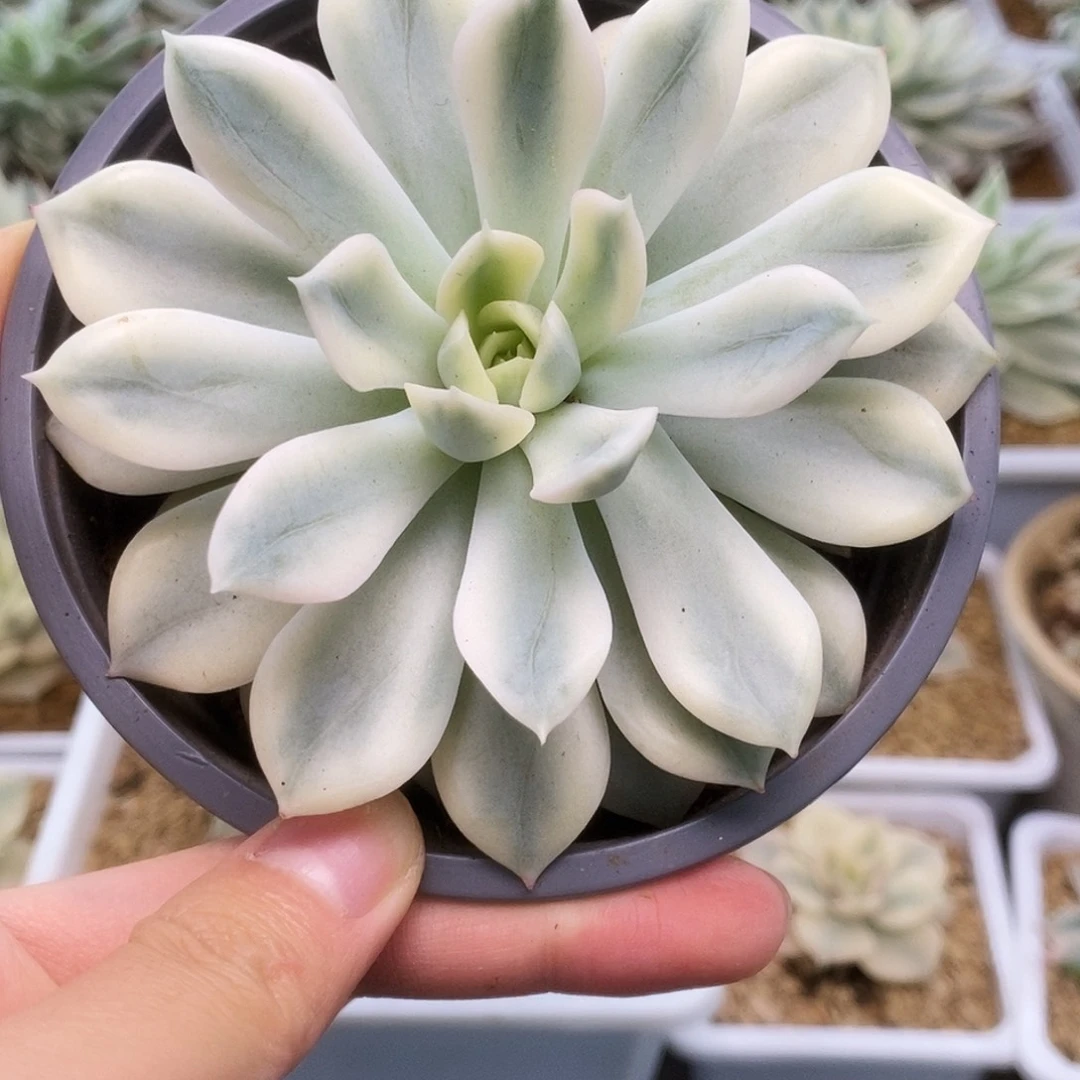 078月亮仙子锦锦锦锦锦锦锦锦
