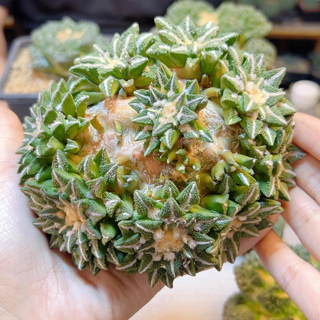 晚7号苗接大黑牡丹群无根12.7公分