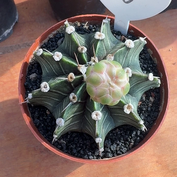 56号肋骨牡丹仙人球