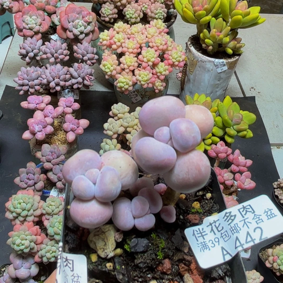 442橙奶5cmdr植物
