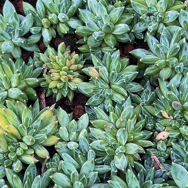 10颗美人系列多肉植物