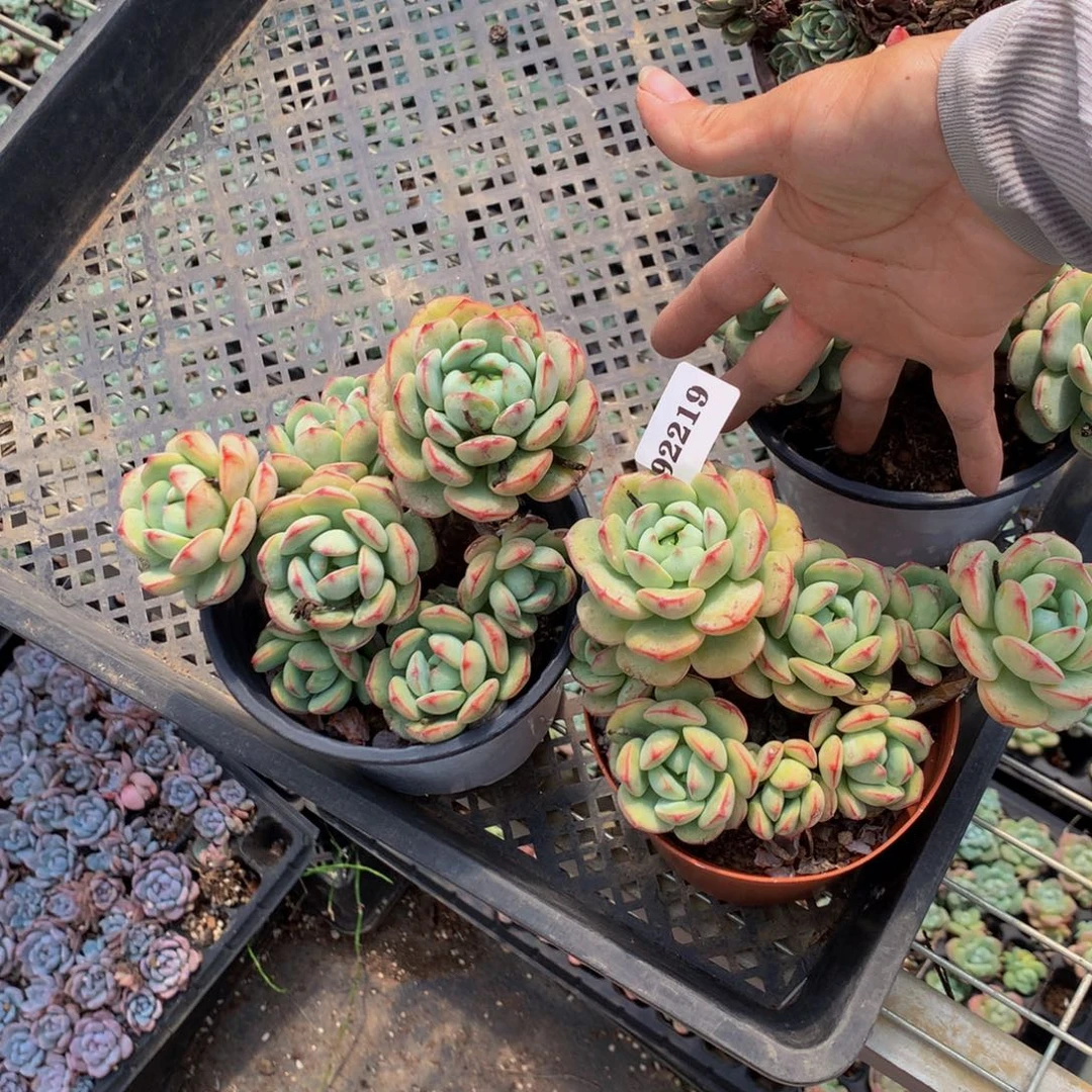 雅***趣92219两个香草嗯嗯嗯嗯嗯好