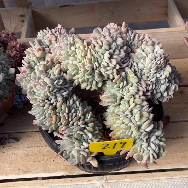 玛瑙缀多肉植物2 1 9